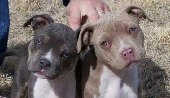 red nose pit price